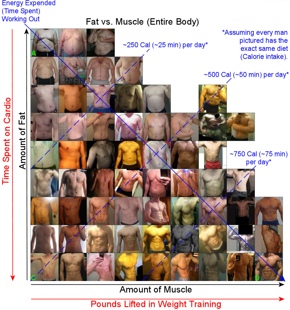 Man Body Type Chart
